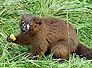 lemur